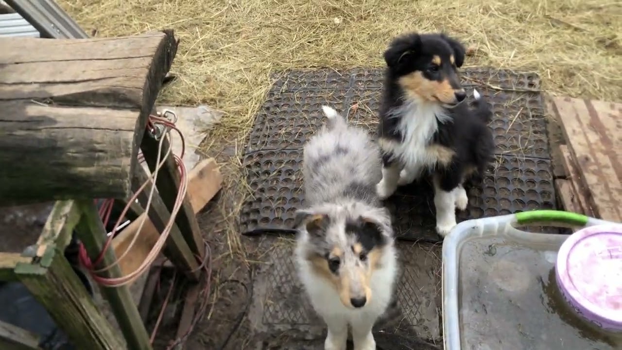 Scotch Collie puppies play in the yard, November 2023.
