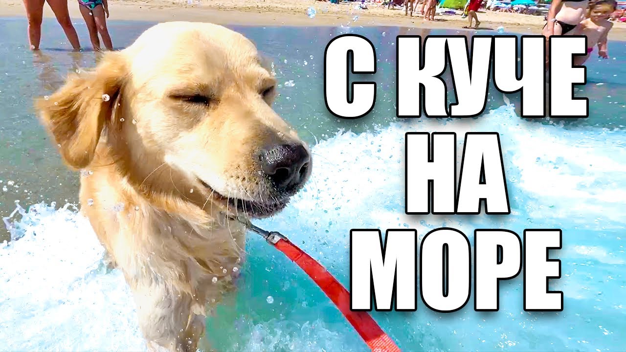 1 ДЕН С КУЧЕ НА МОРЕ