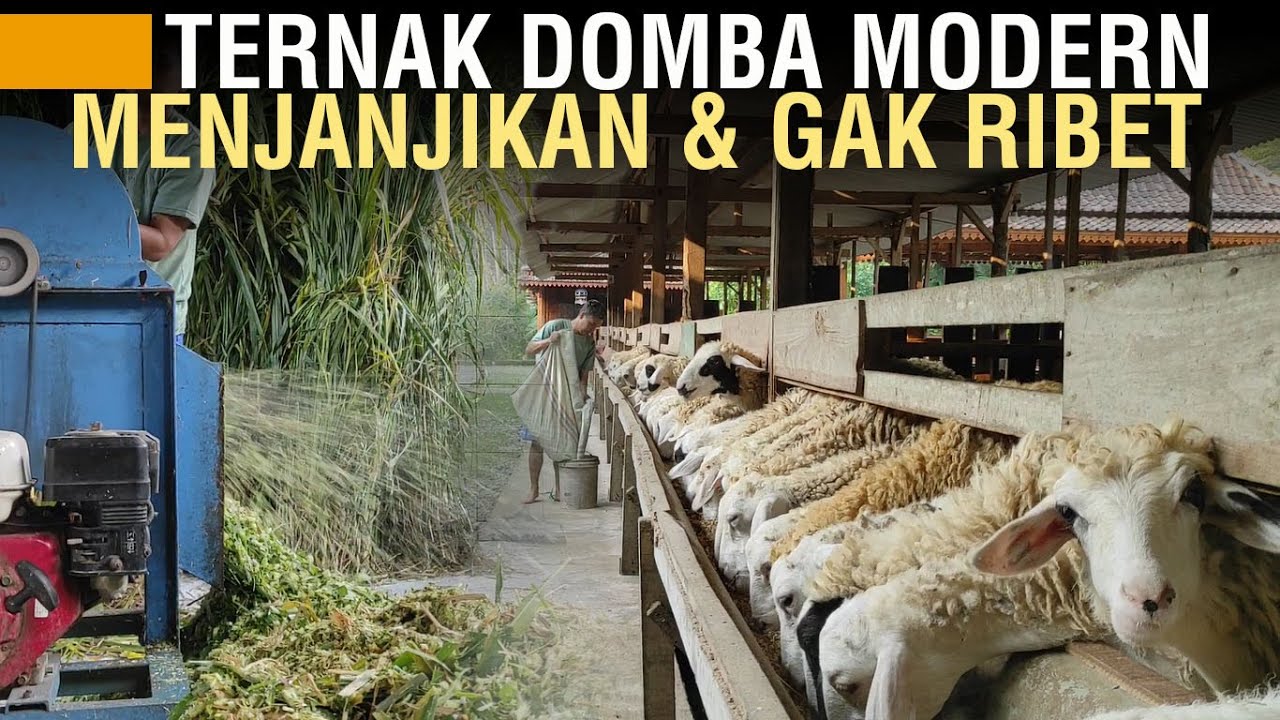 TERNAK DOMBA MODERN: PEMELIHARAAN INTENSIF, KESEHATAN TERJAMIN