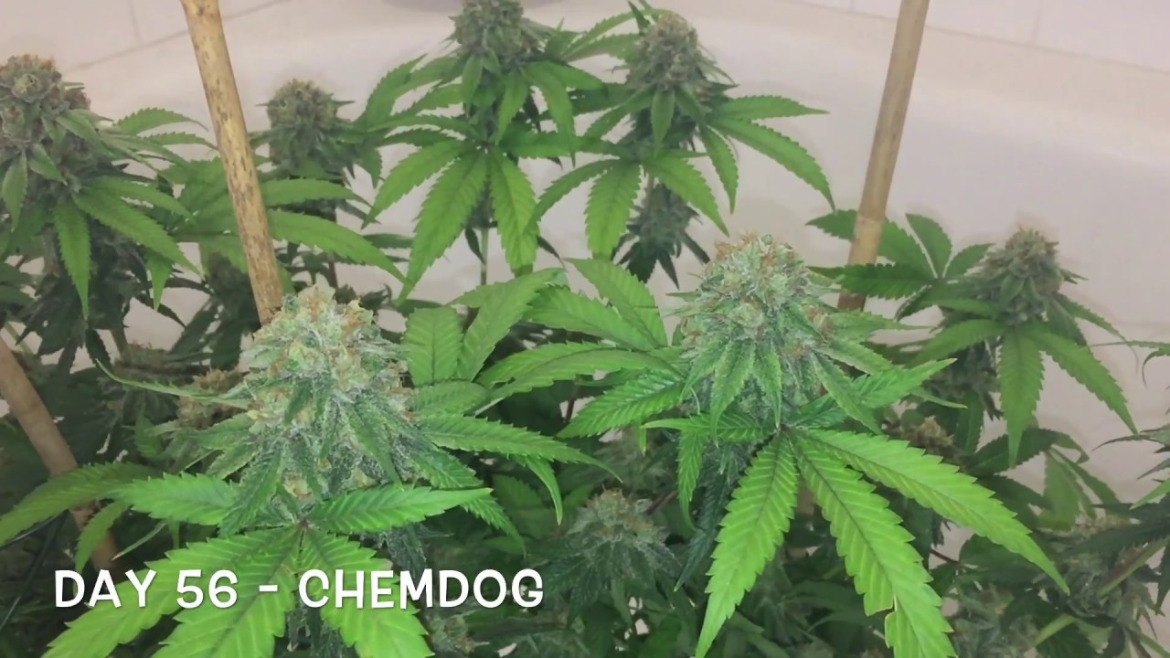 Chemdog Grow Day 56 - Dr Greenthumb Seeds