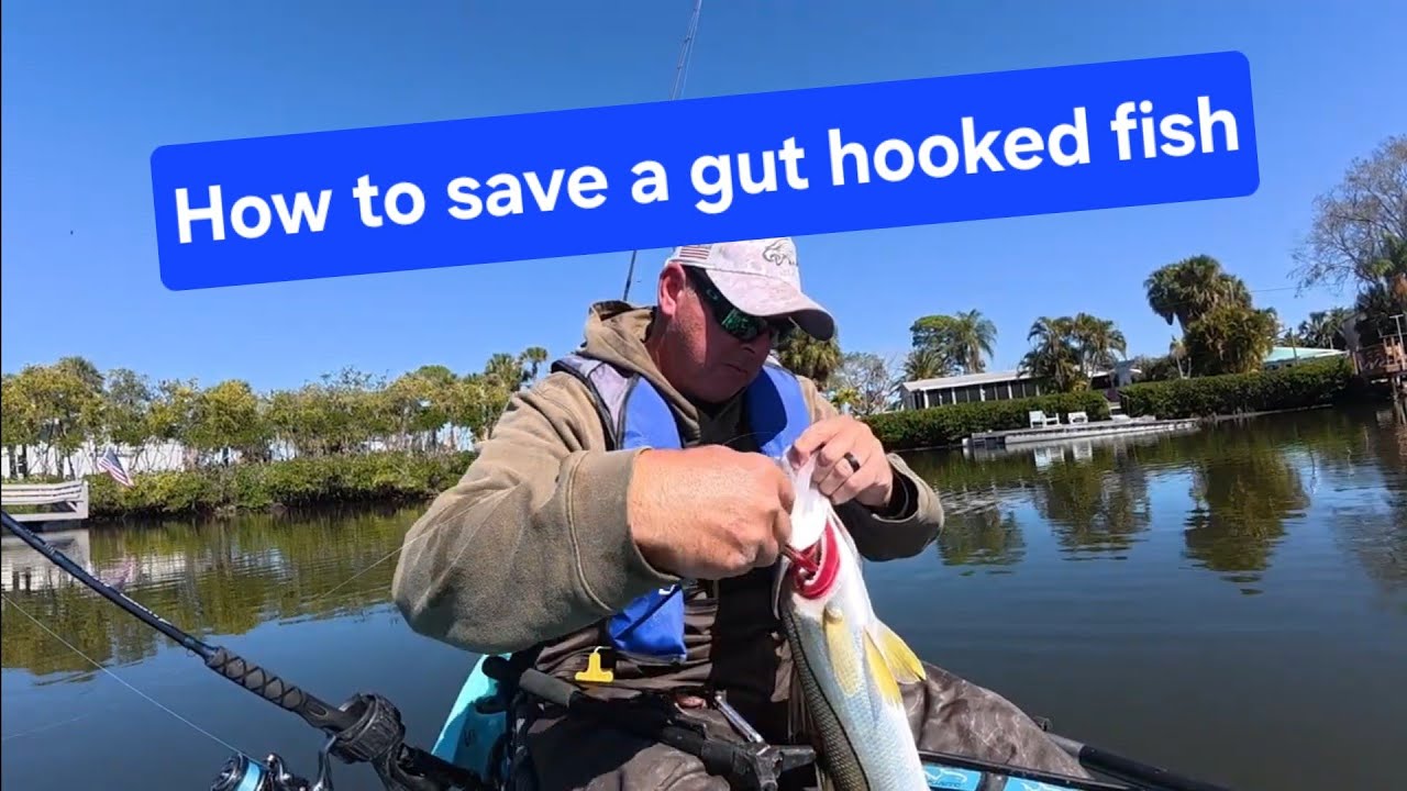 How to save a gut hooked snook #fishingtechniques #fish #fishingmethods #fishing #inshore #snook 