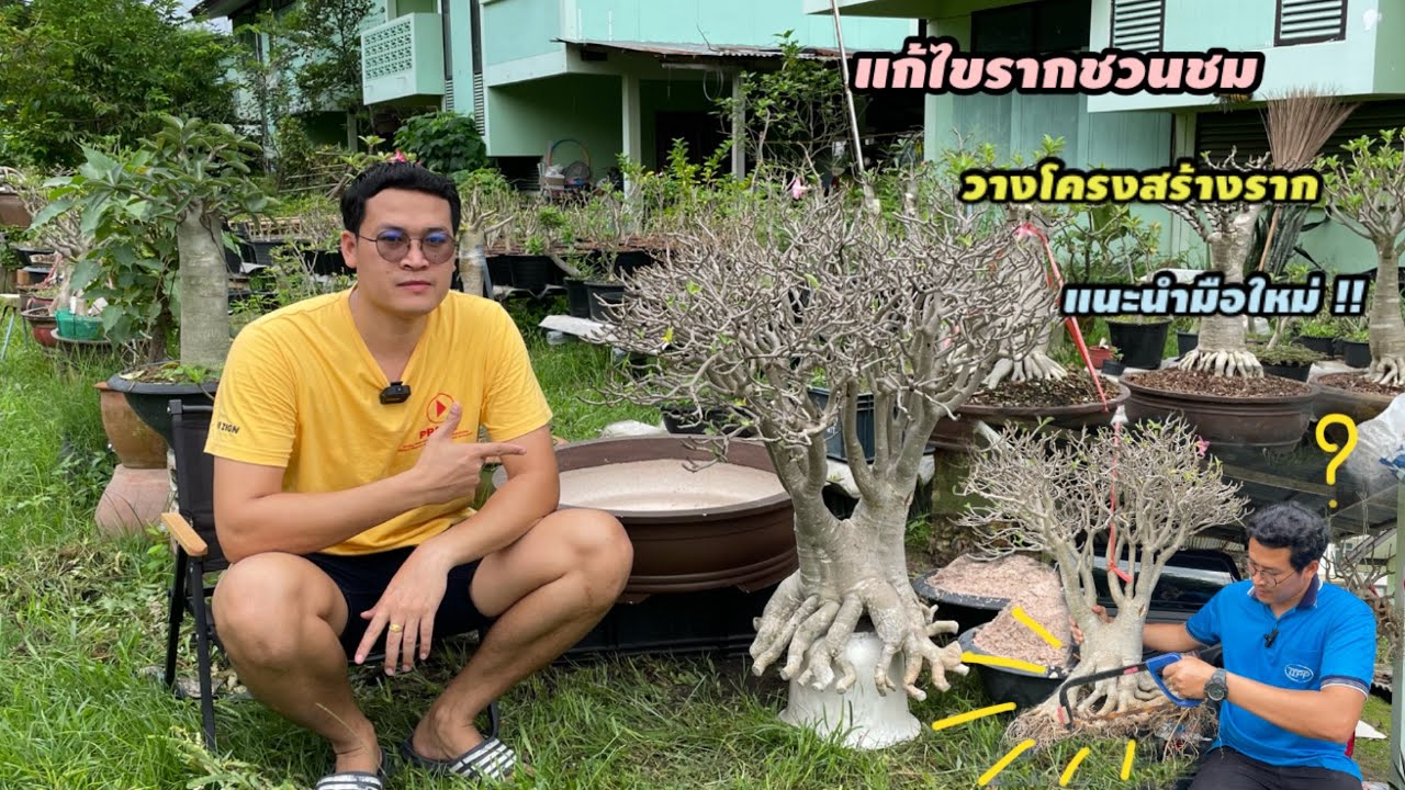 สุดทึ่ง แนะนำการแต่งรากชวนชมและการชำรากใหม่ By บ่าวท๊อปเกษตรDIY