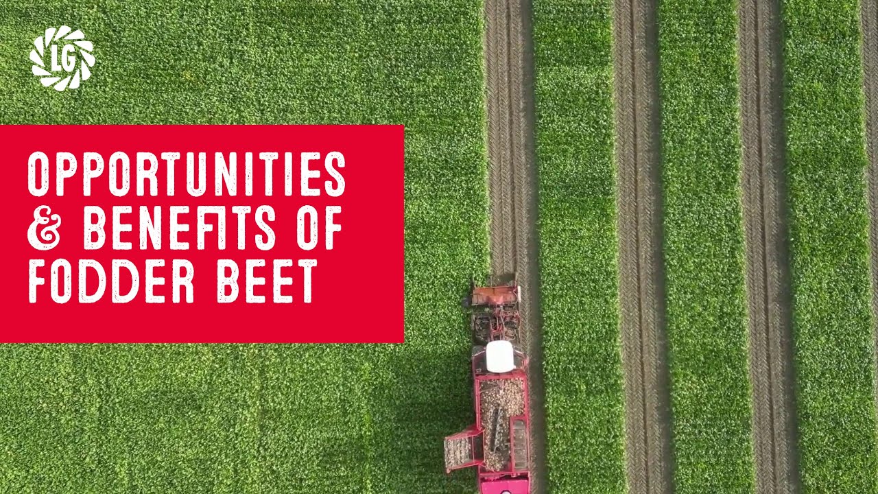 Fodder Beet Opportunities & Benefits | High energy | Home-grown forage