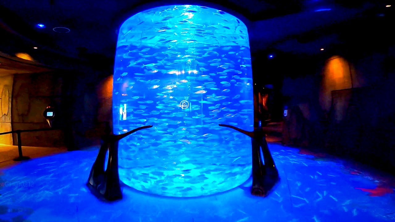 The Lost Chambers Aquarium Walking Tour at Atlantis The Palm Dubai