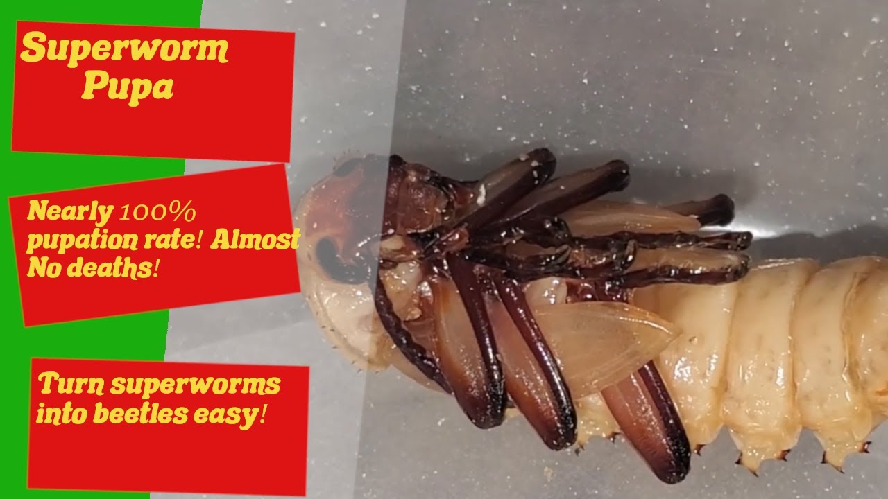 Superworm Pupation - How to get Superworms to Pupate - Superworm Pupa - Superworm Pupating