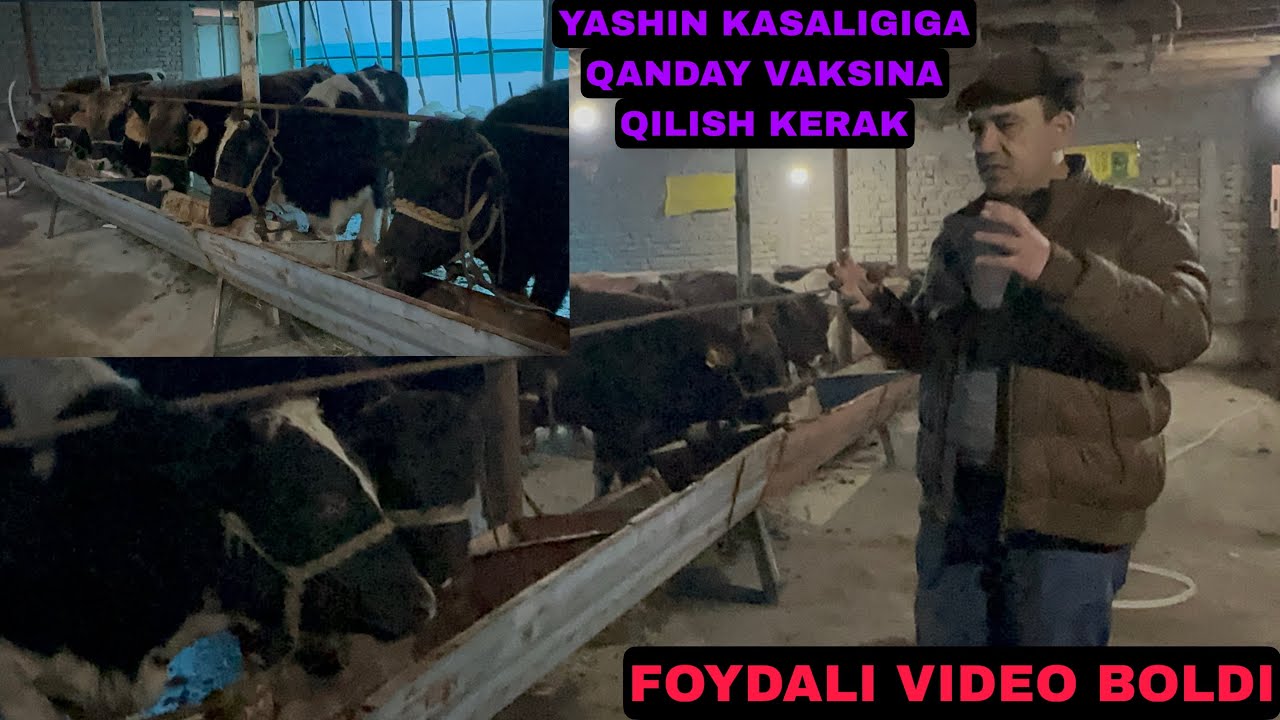  Bozordan mol olgandan keyin yashin kasaligini oldini olish uchun qandan vaksina qilish kerak