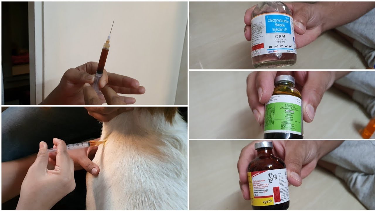 How to give an Intramuscular Injection to Goat| IM Injection| Viral  Infection treatment for Goats