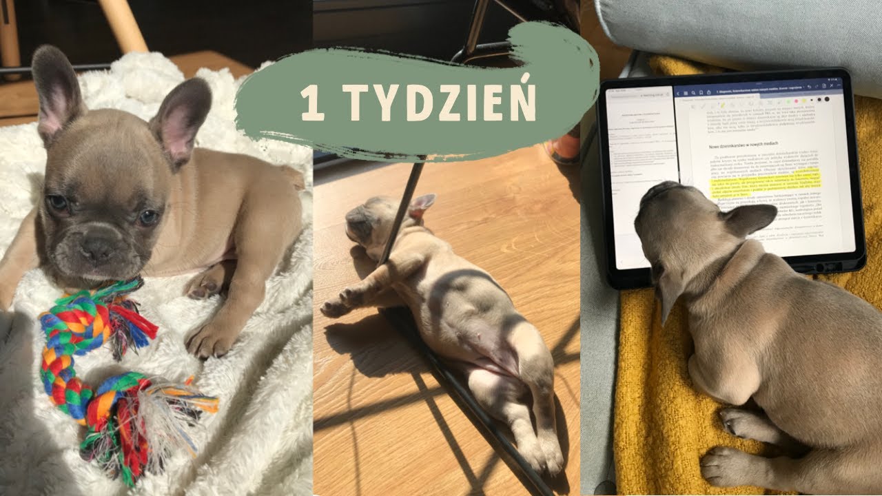 PIERWSZY TYDZIEŃ SZCZENIAKA - Buldog Francuski w nowym domu