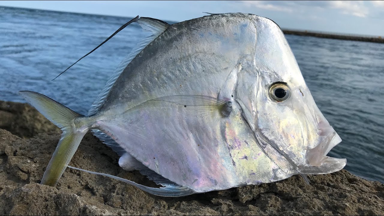 The STRANGEST Saltwater Fish... Lookdown-Catch Clean Cook (Moonfish)