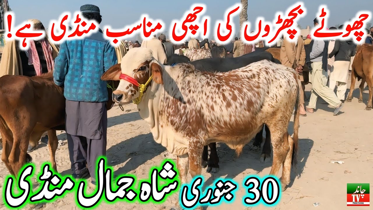Shah Jamal Cow Mandi Zero Size Cholistani Nukre Ablk Sahiwal Bachre | Cow Mandi 2024 | Chand TV🔥