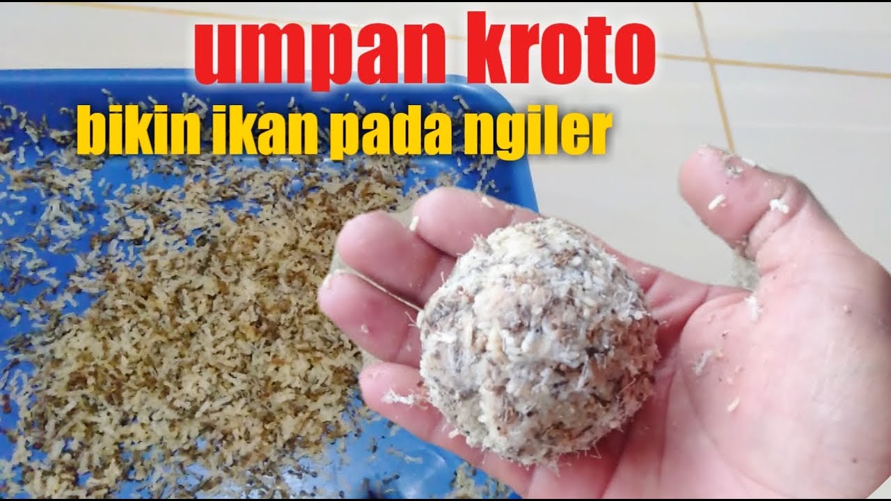 membuat umpan kroto  super ampuh !!!