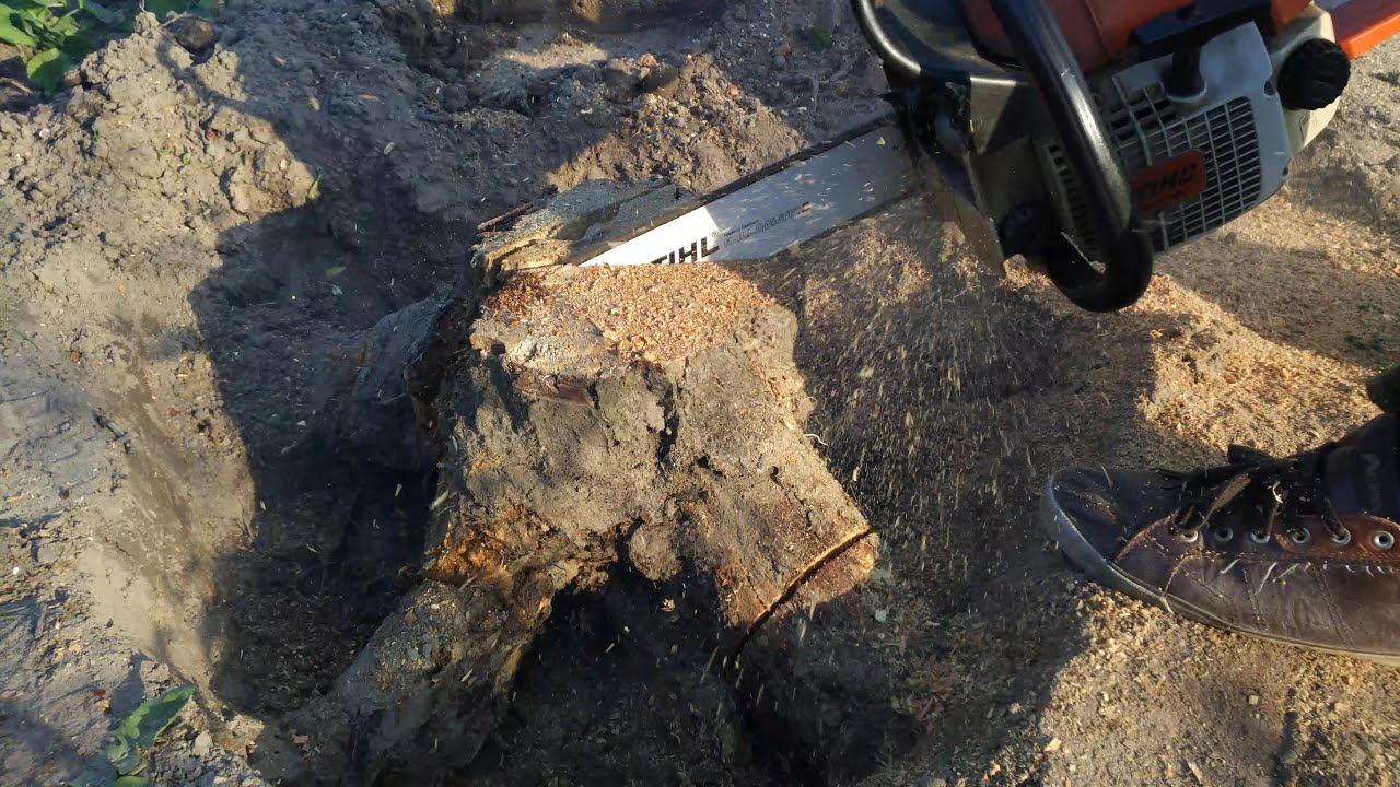 Removing tree root with Stihl 023 chainsaw - time-lapse