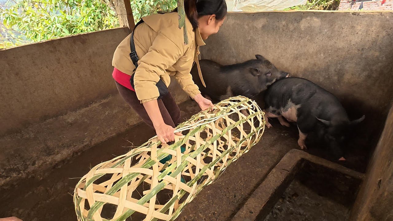 PIG CATCHING PART2