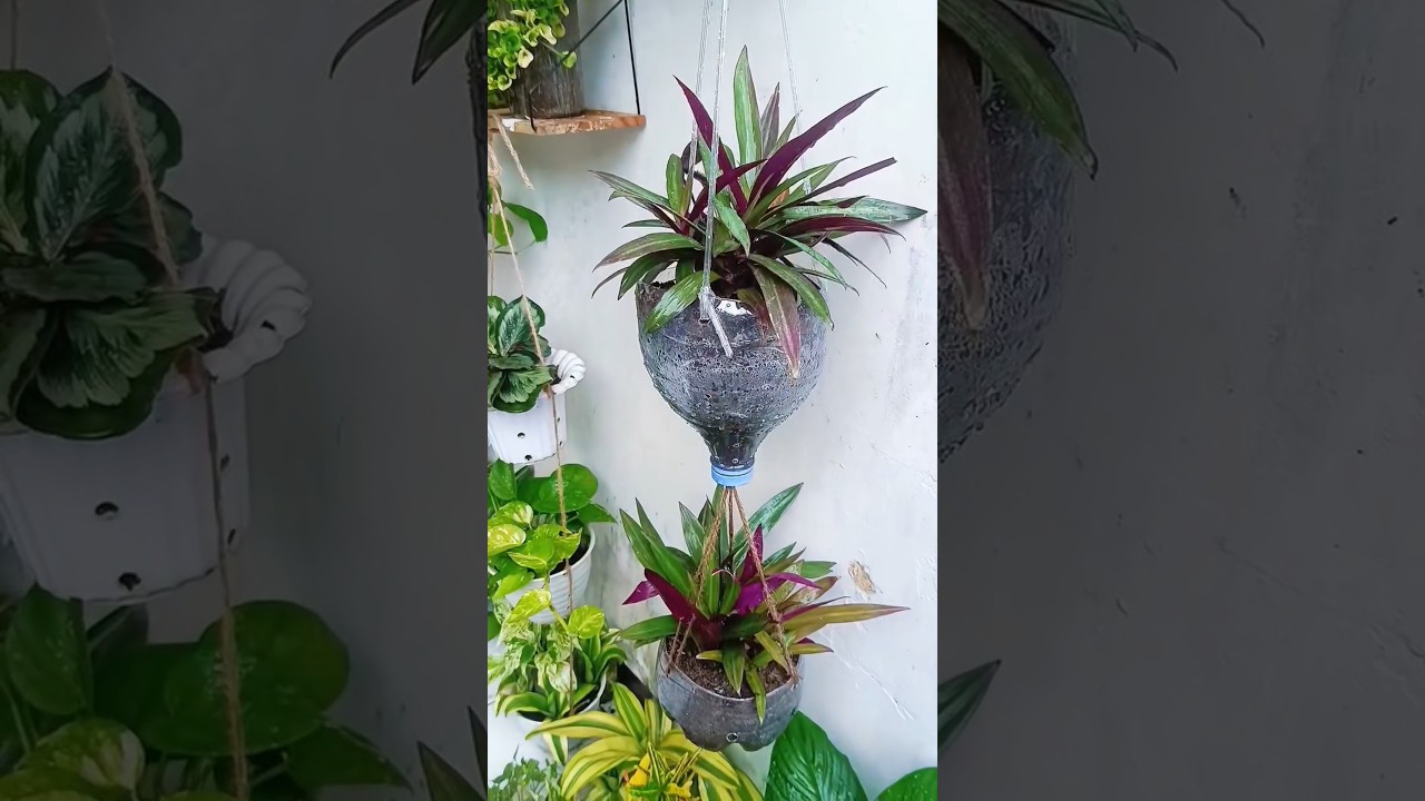 ide mudah menyambungkan dua pot dari botol bekas jadi pot gantung susun👌🌱🌱