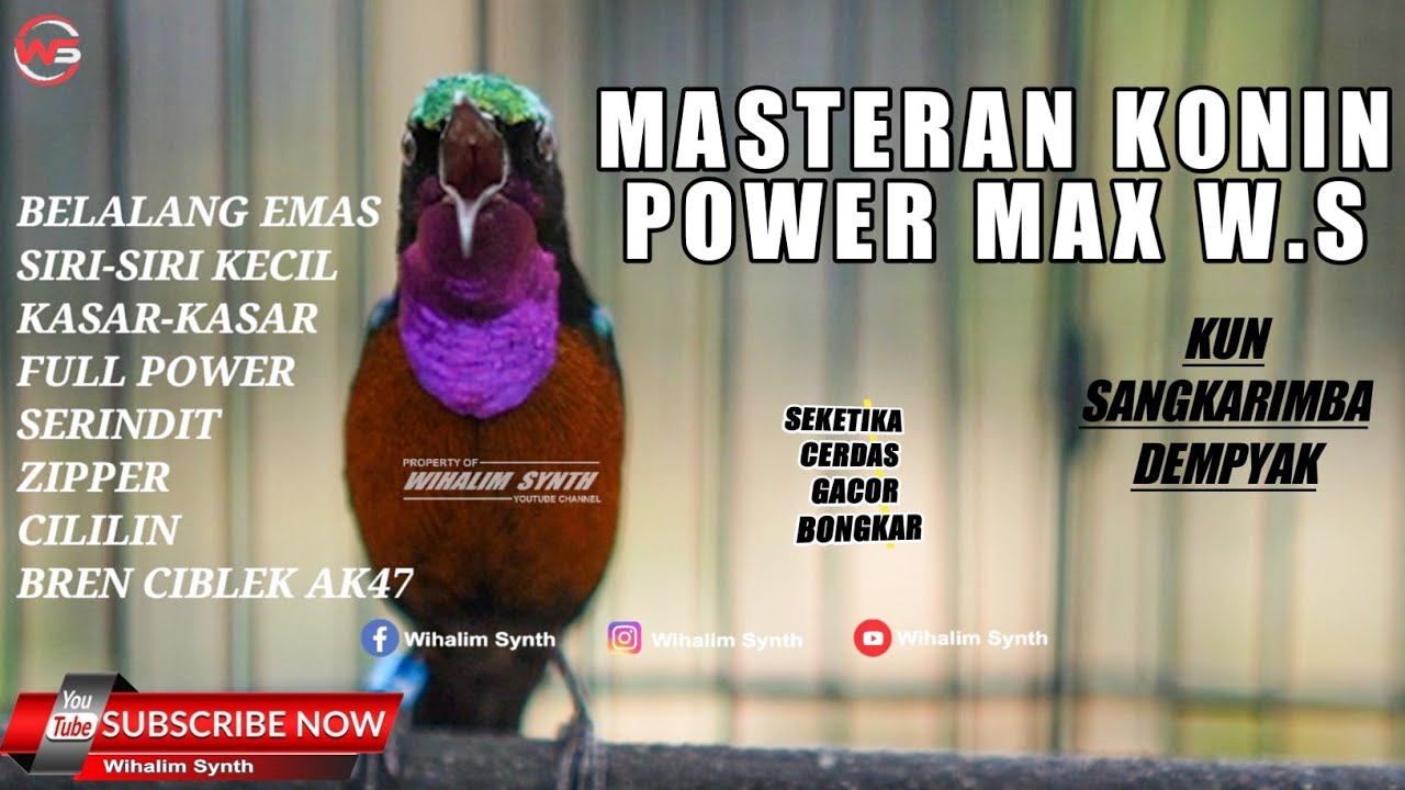 KONIN GACOR FULL ISIAN CILILIN, LOVE BIRD, BELALANG EMAS, BREN CIBLEK COCOK UNTUK MASTERAN KOLIBRI !