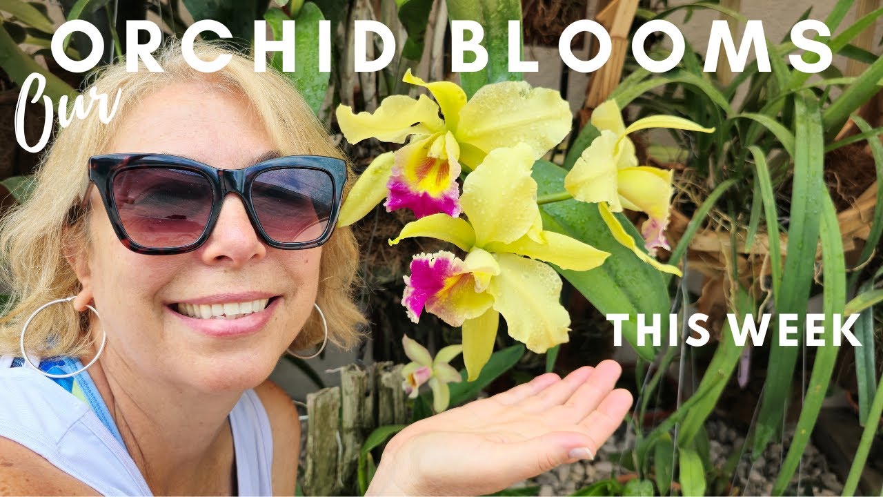Our Orchid Blooms this week. This one is special.