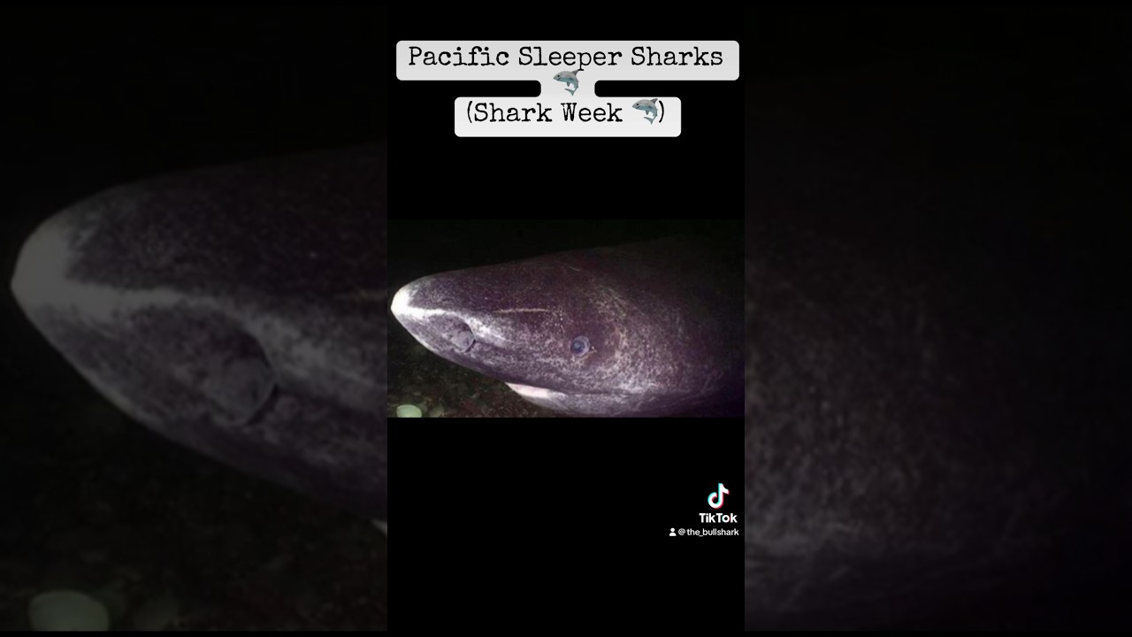 The Pacific Sleeper Shark 🦈 PART 1 #ocean #seaanimals #fish #shark #sharkweek #sharks #deep #abyss