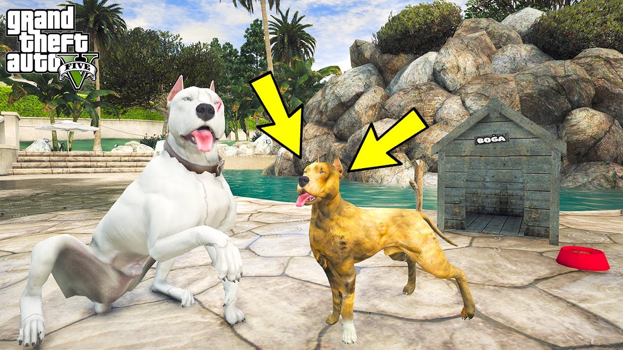 BEYAZ PİTBULL JACK YAVRU PİTBULL BOĞA'YI EVLAT EDİNİYOR! - GTA 5