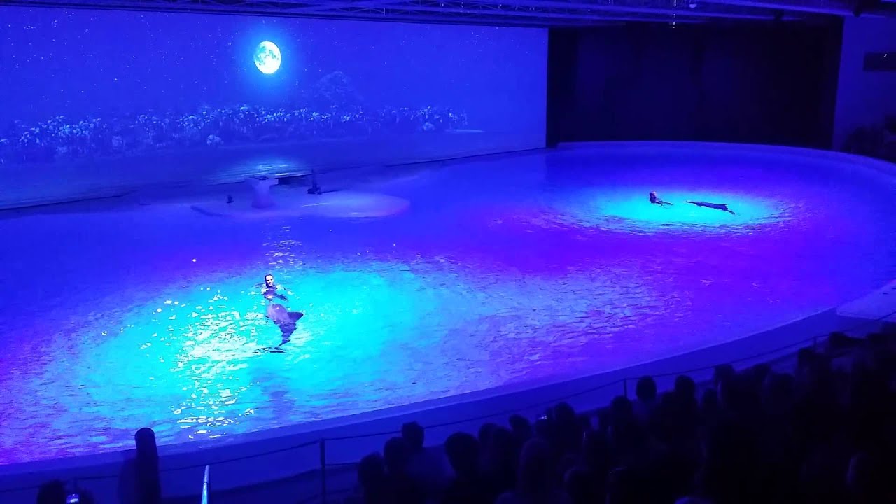 Kolmården delfinshow 2015