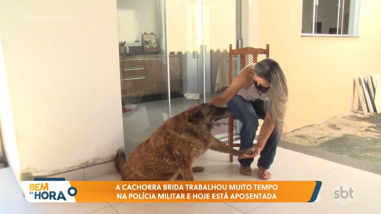 Conheça os cachorros que trabalharam na polícia militar e que hoje estão aposentados