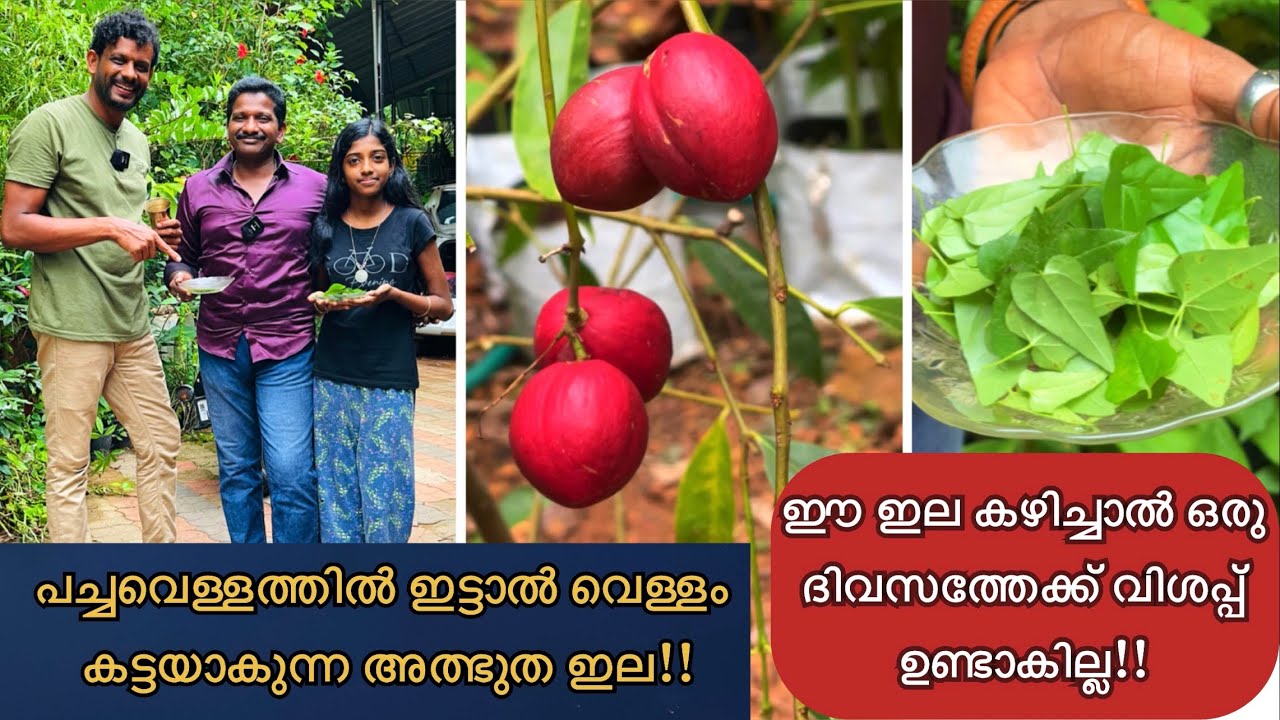 പച്ചവെള്ളത്തിൽ ഇട്ടാൽ വെള്ളം കട്ടയാകുന്ന അത്ഭുത ഇല🙄ഈ ഇല കഴിച്ചാൽ ഒരുദിവസത്തേക്ക് വിശപ്പ് ഉണ്ടാകില്ല