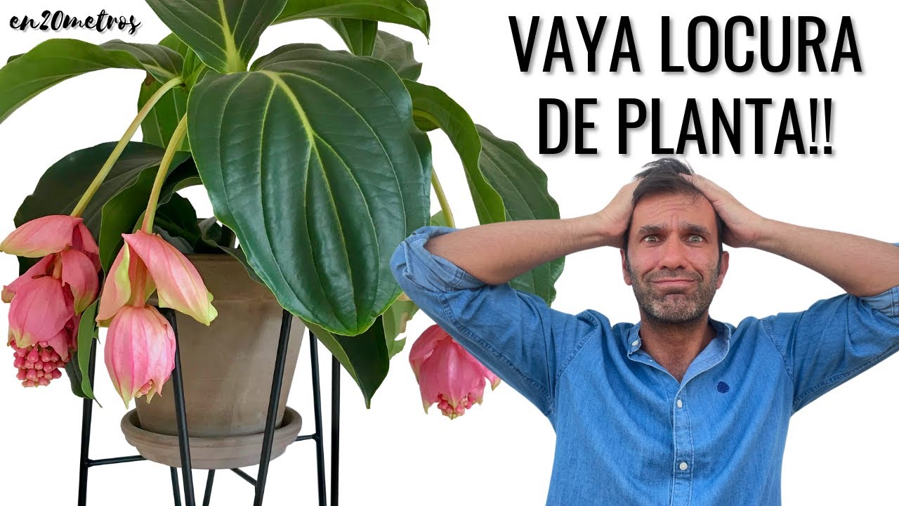 La MEDINILLA MAGNÍFICA: cuidados para el 