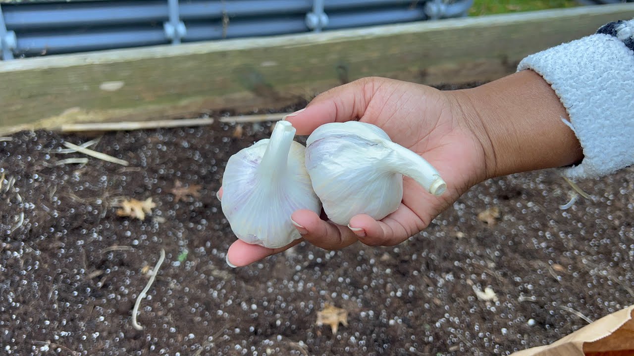 HOW TO GROW GARLIC AT HOME | PLANTING GARLIC CLOVES | PLANT GARLIC NOW TO HARVEST NEXT YEAR! GARLIC