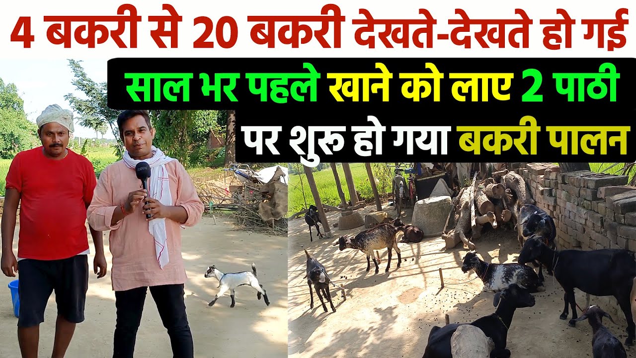 4 बकरी से 1 साल  में 20 बकरी करने वाले NALANDA के किसान का मजेदार किस्सा GOAT FARMING WITH LOW COST