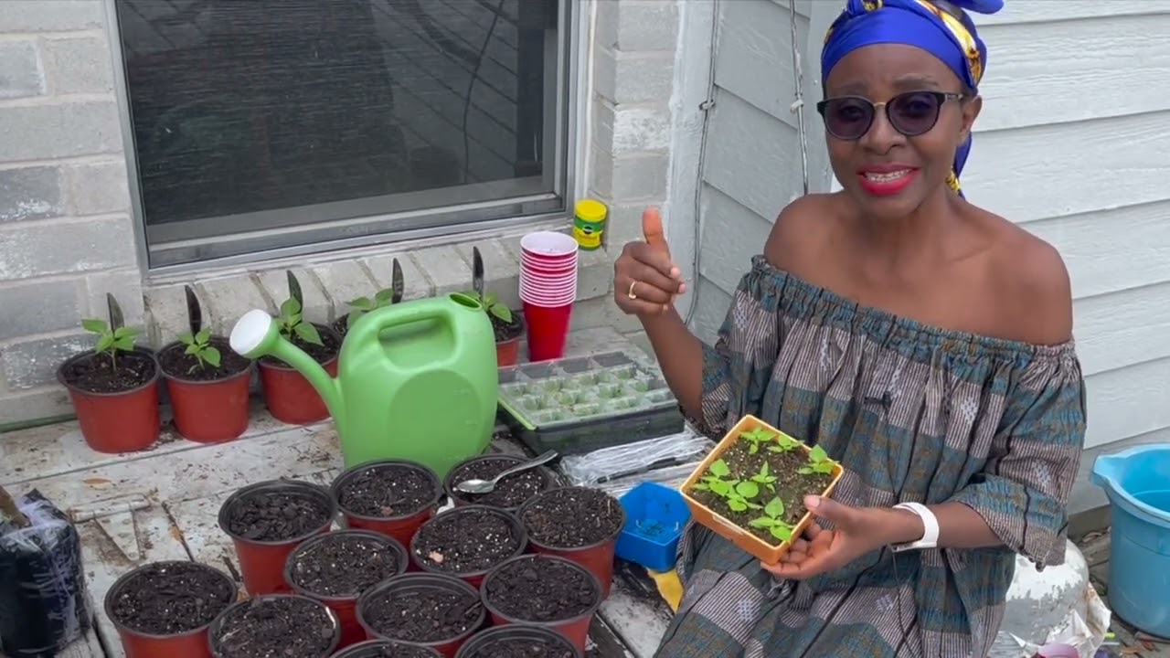 Transplanting Seedlings into Bigger Containers SAFELY | Best Garden Tips