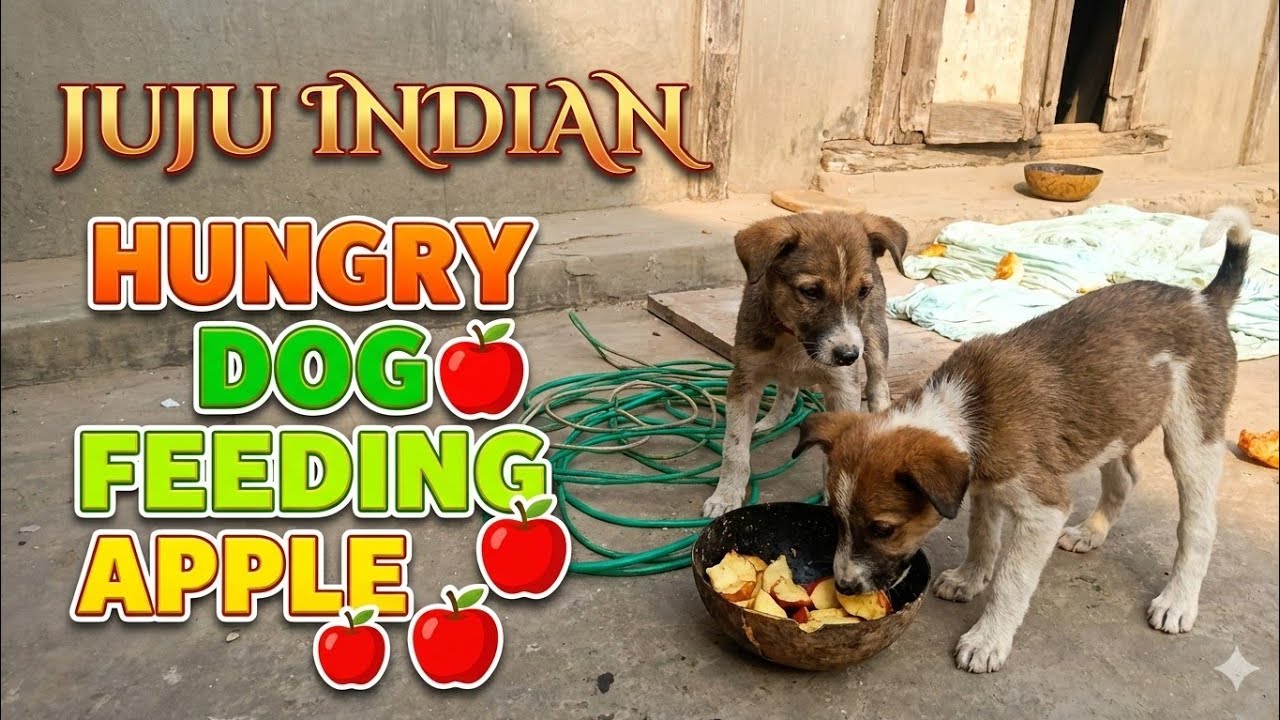 Morning Breakfast 🍎APPLE 🍎 MALE PUPPY ate But Female#feed #animallovers #foodlover #minivlog
