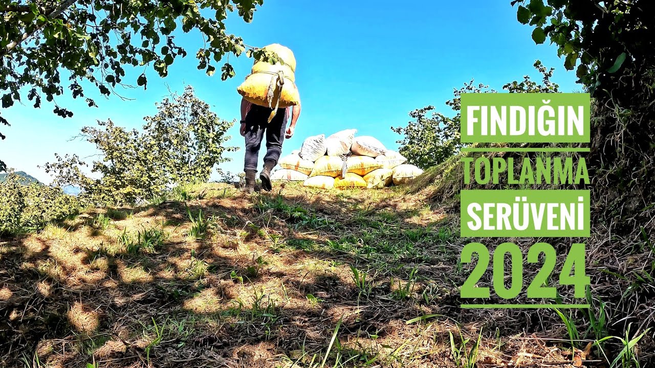 FINDIK TOPLAMA SÜRECİ 2024 GİRESUN | FINDIK NASIL TOPLANIYOR | 4K VLOG