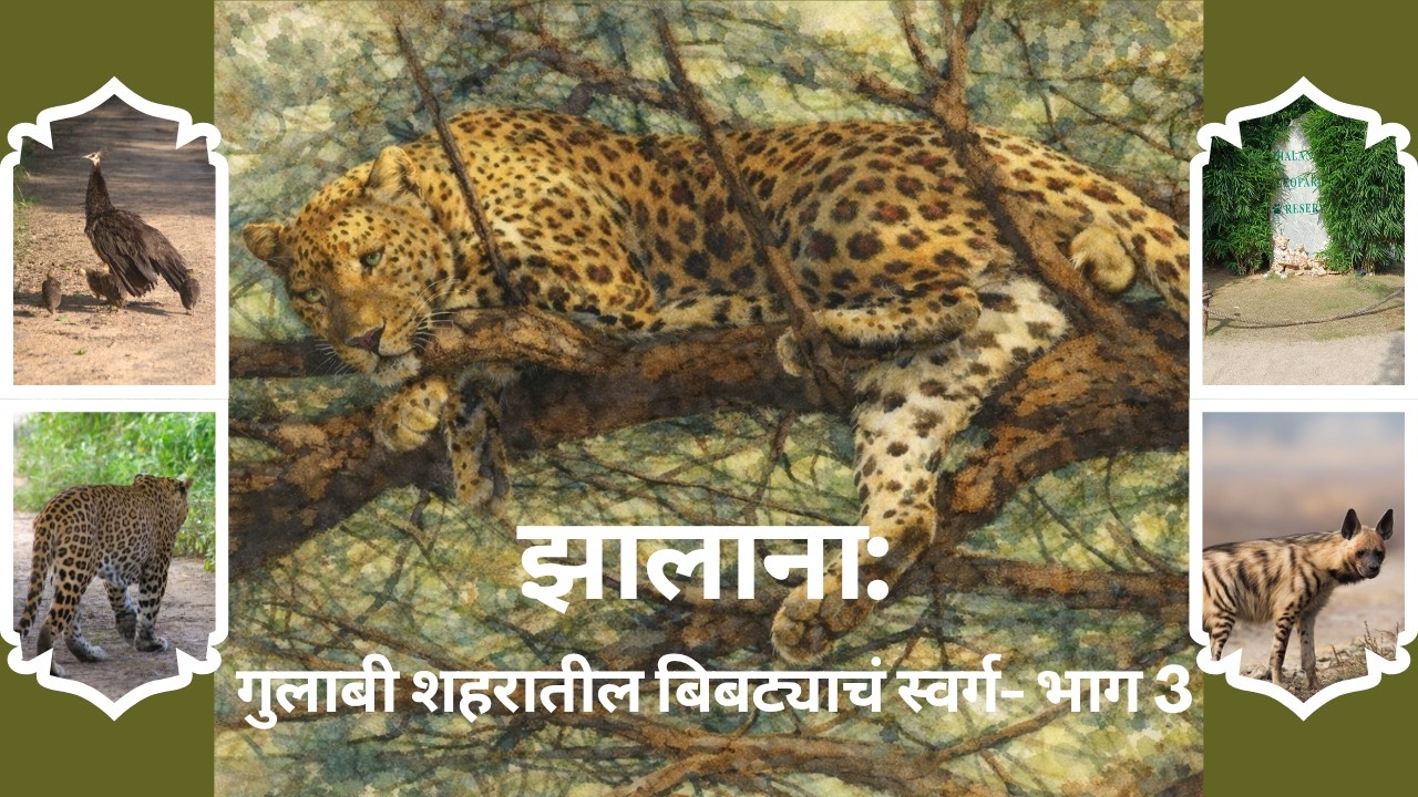Jhalana :Pink City's Panther| Part 3झालाना : गुलाबी शहरातील बिबट्याचं स्वर्ग | भाग 3#viral#trending