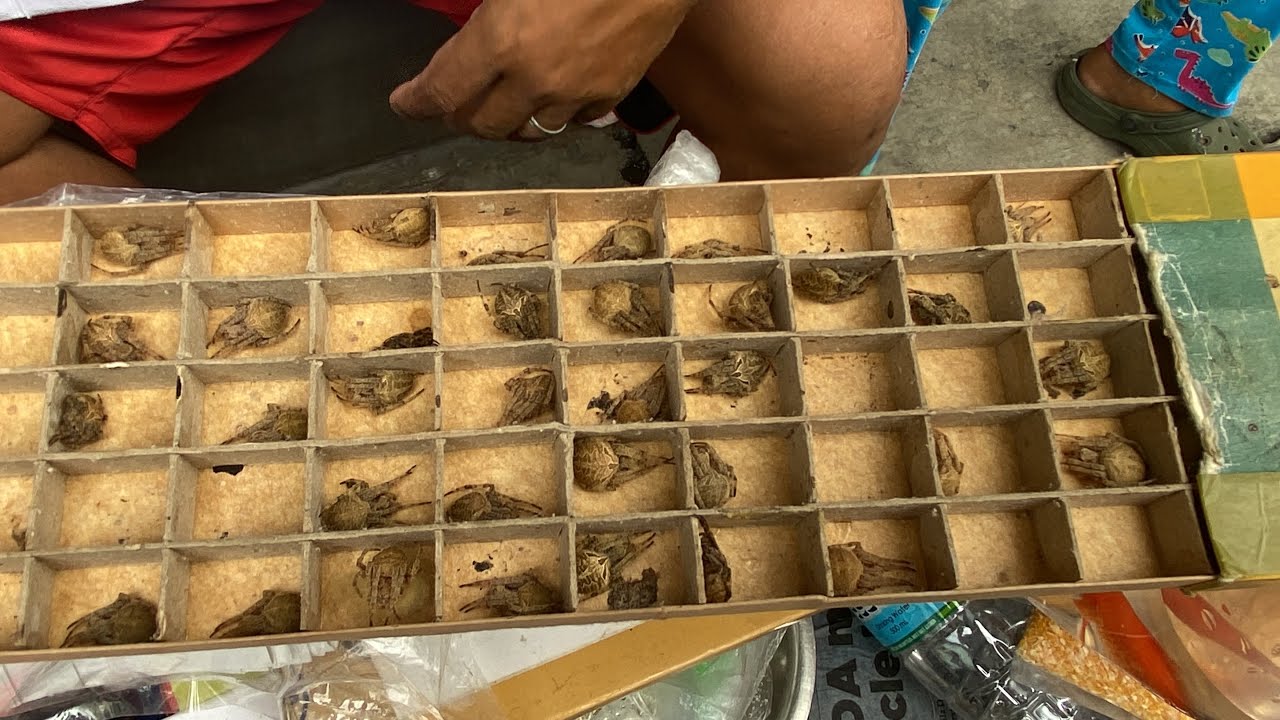 BAGONG BILI NA MGA GAGAMBA