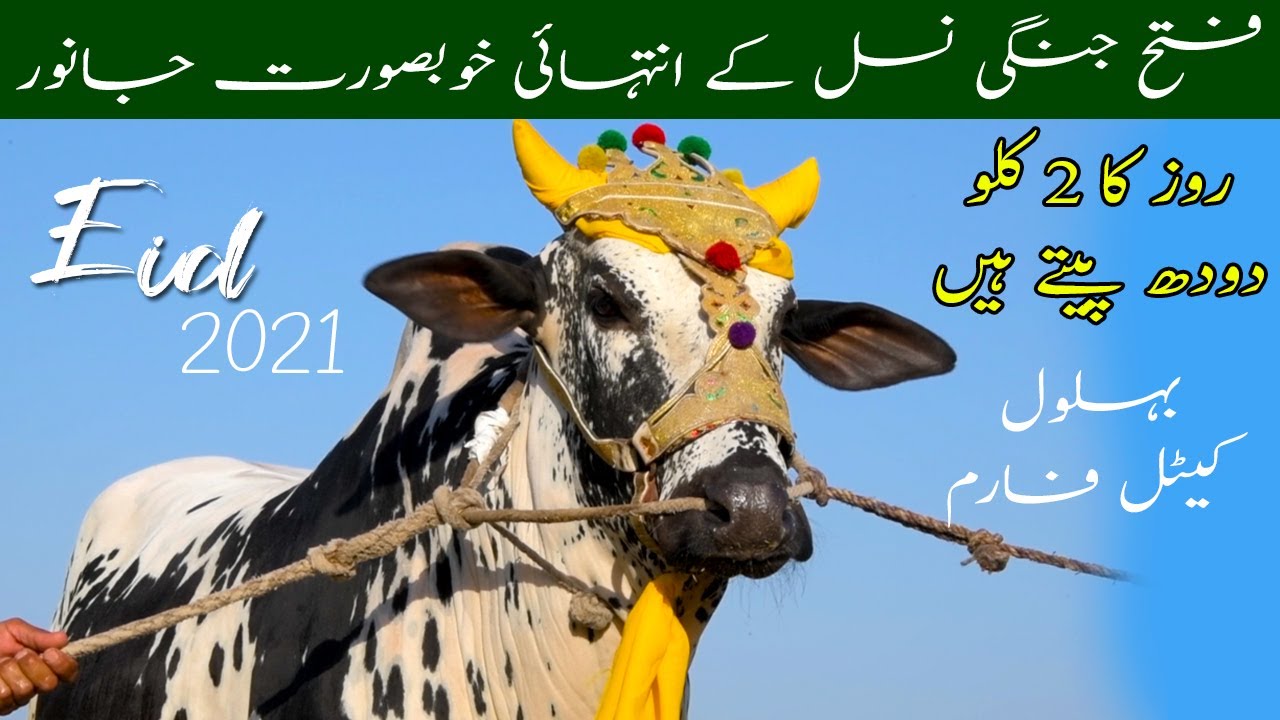 Behlol Cattle Farm _Eid-Al-Adha 2021 | Amazing Fateh Jangi Bulls | Cow for sale| Best Bulls For Race