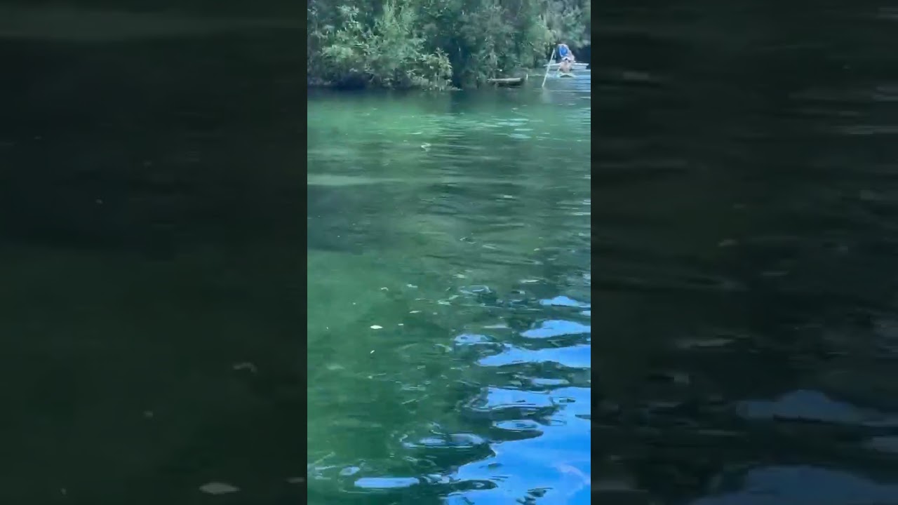 Rare sighting on the Weeki Wachee River 👀#OnlyinFlorida