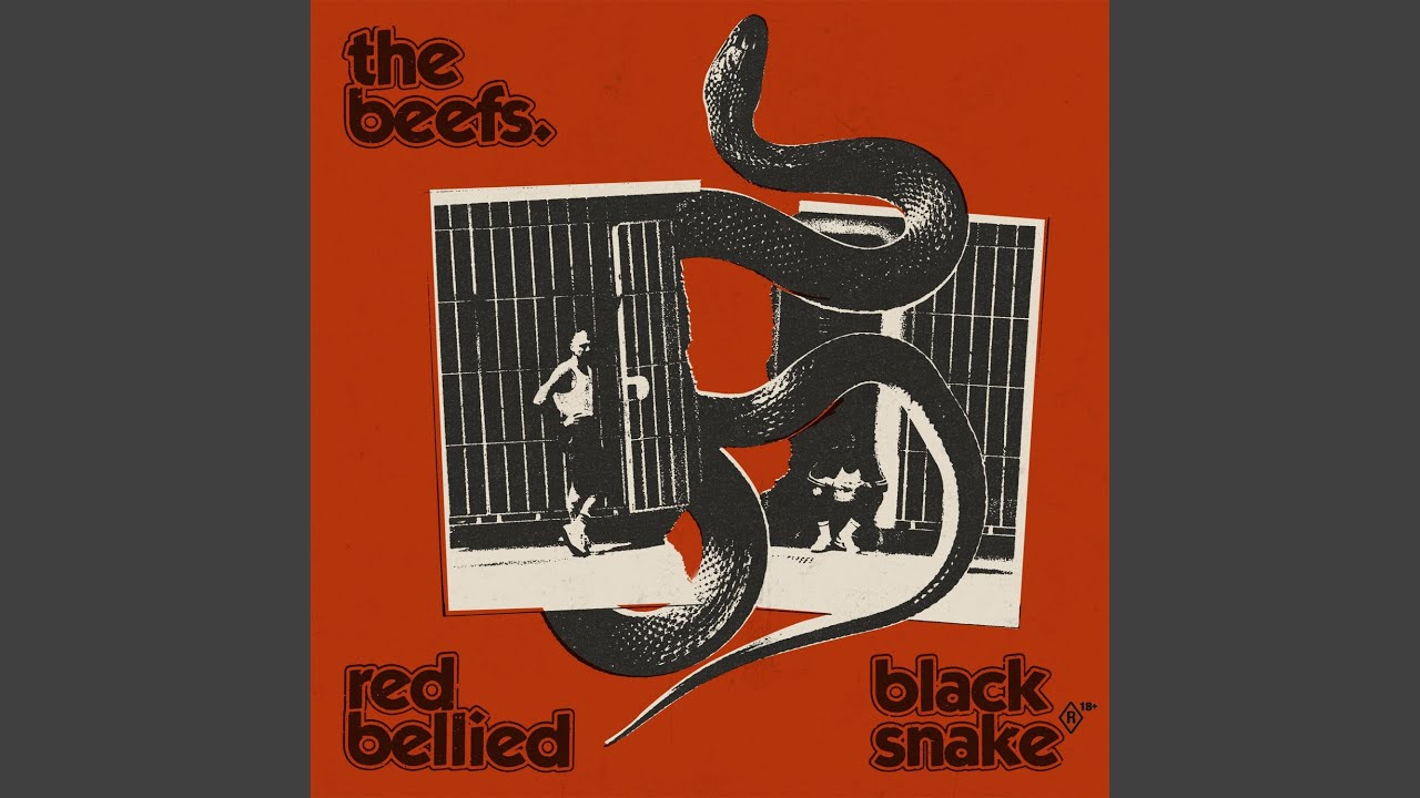 Red Bellied Black Snake