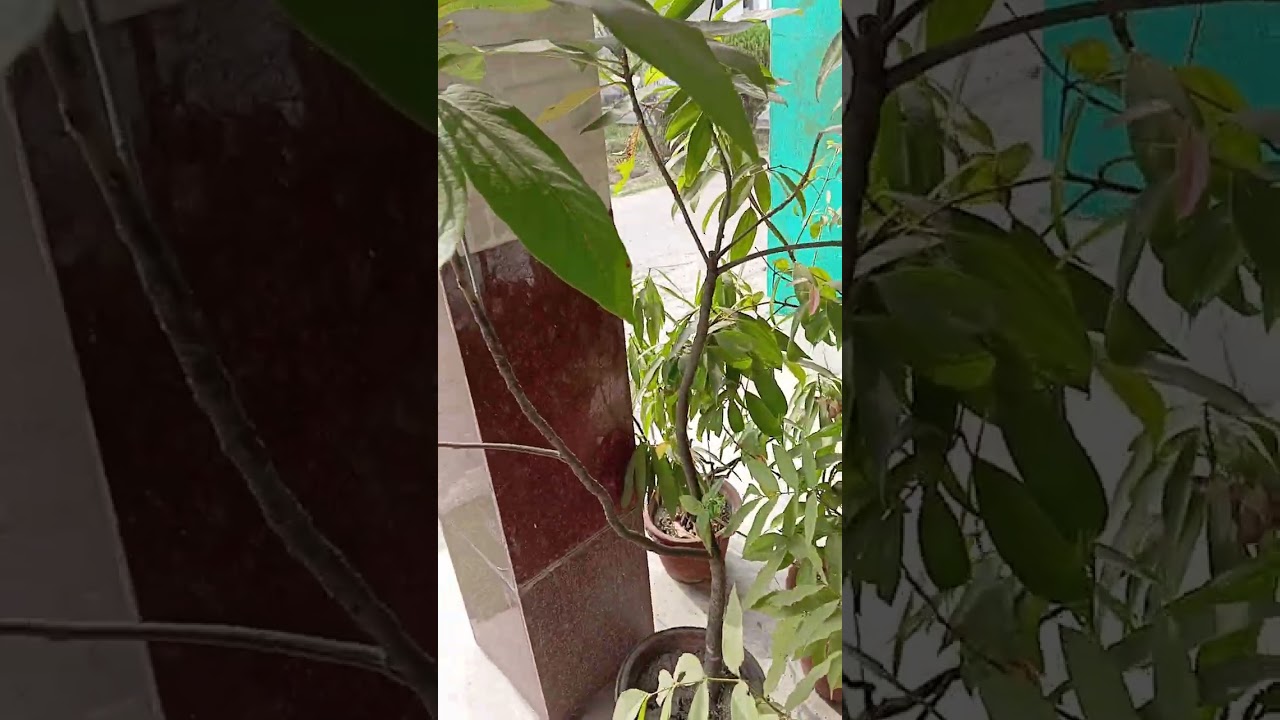 আয়ুর্বেদ, সল্টলেক সেক্টর ফাইভ