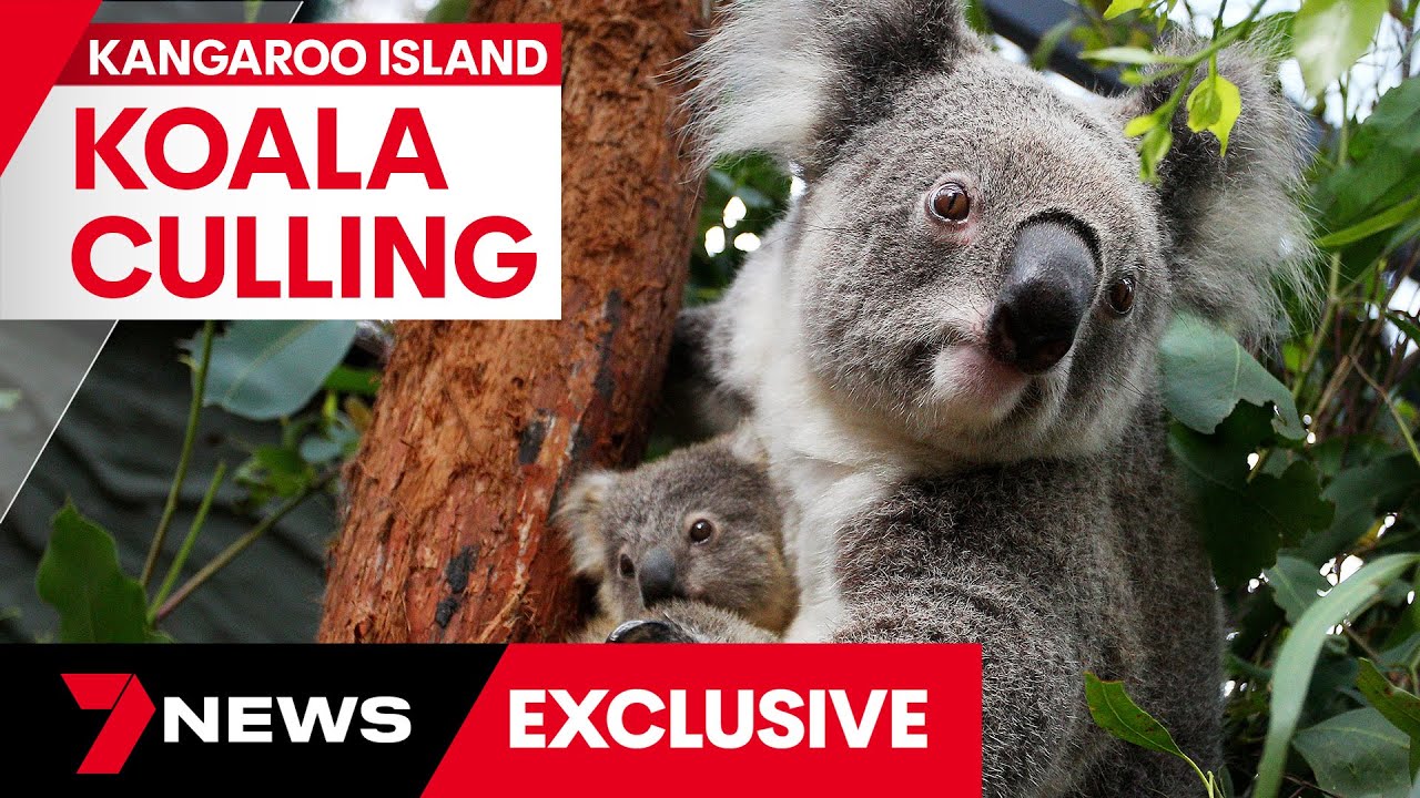 Hundreds of beloved koalas killed on Kangaroo Island | 7 News Australia