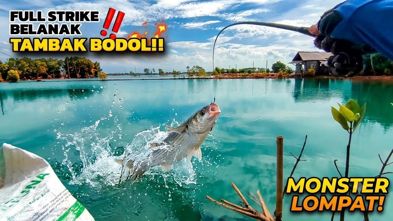 Mancing belanak sarasa di kolam sendiri full strike !!!