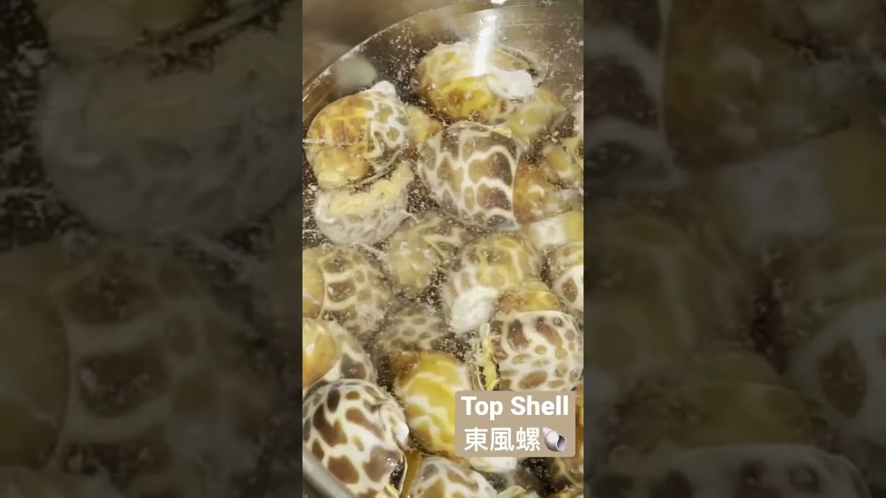 Yummy Top Shell 東風螺🐚