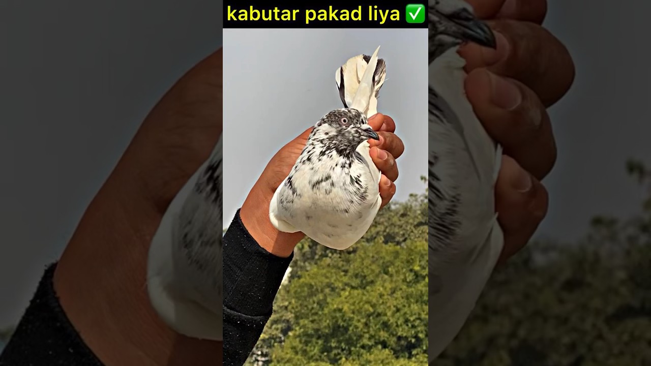 pigeon catching video 👍 | #pigeon #kabootar #kabootarbazi #shorts