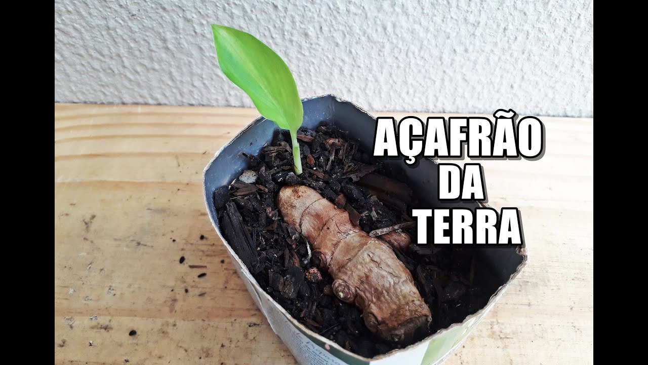 COMO GERMINAR AÇAFRÃO DA TERRA