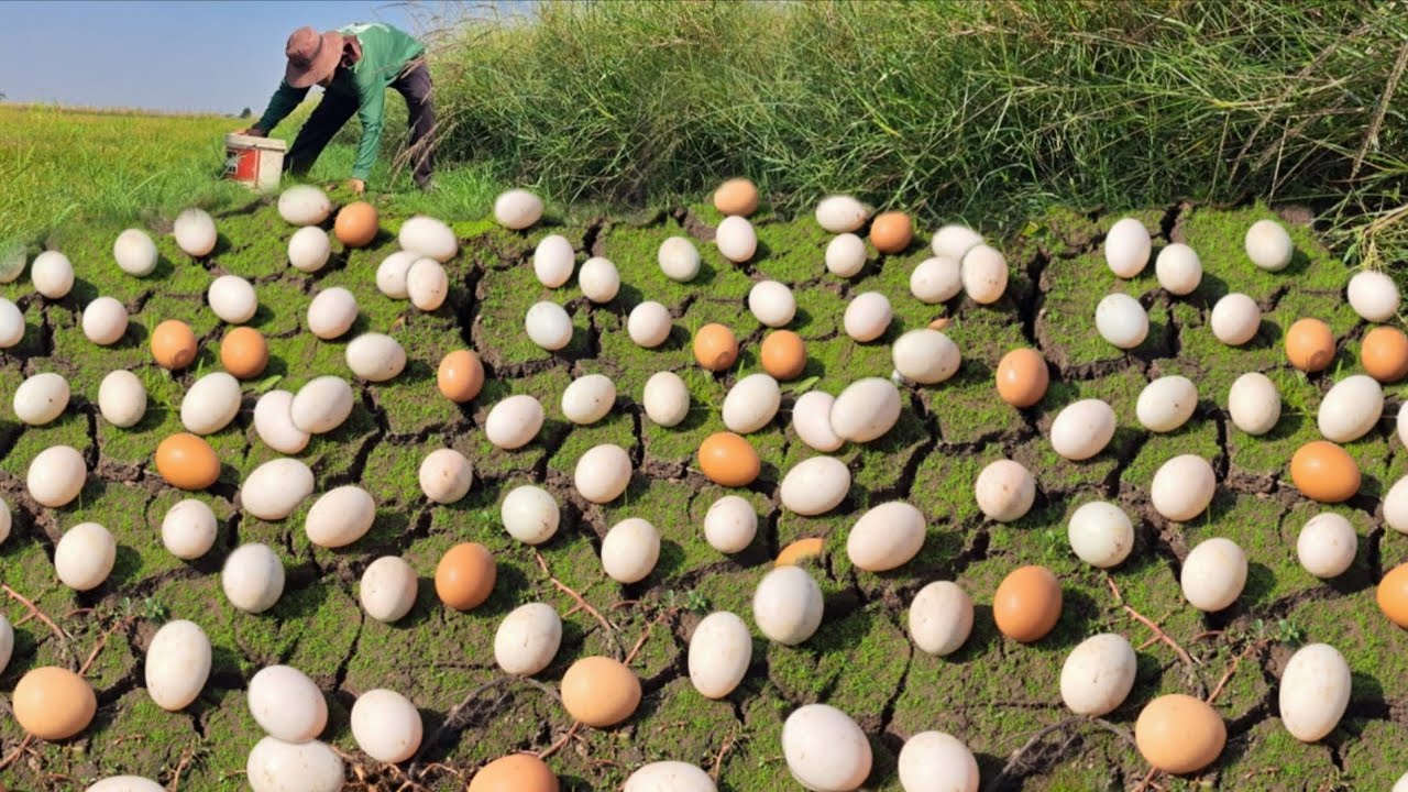 OMG amazing  !A farmer collects a lot of duck eggs in a field through the tall, short grass.