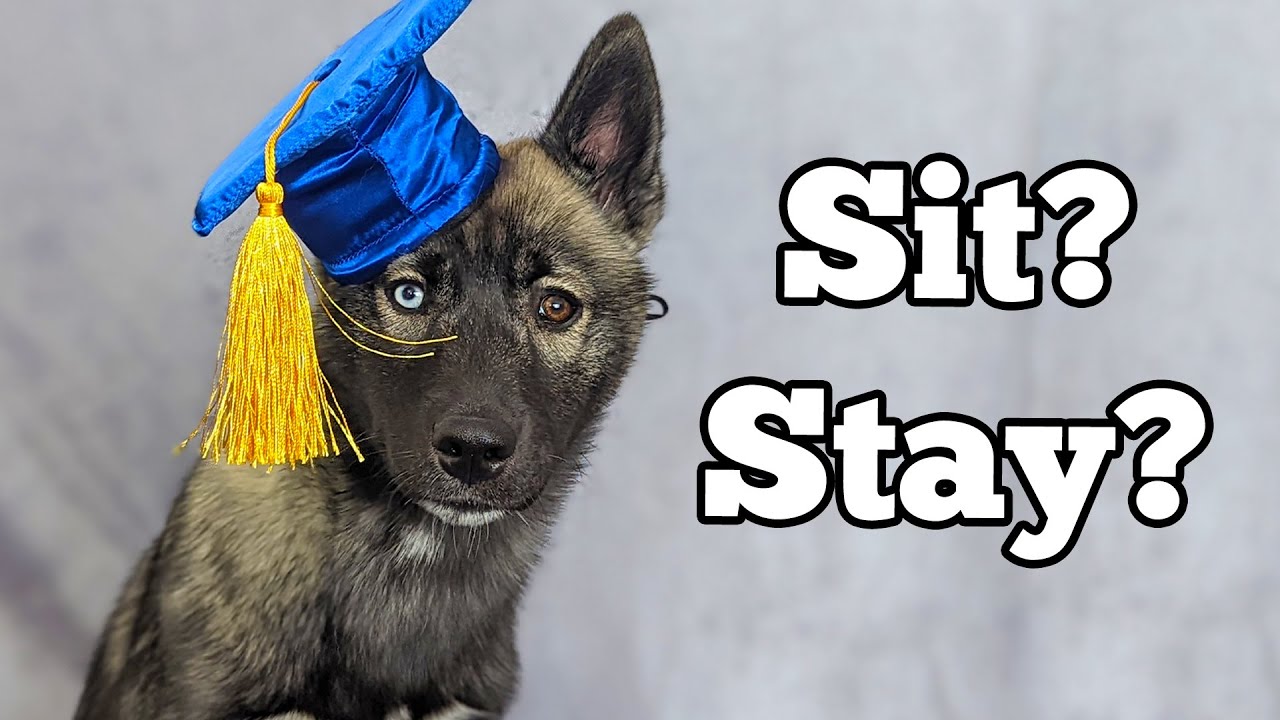 My Husky Graduated Puppy School!  What Did She Learn?