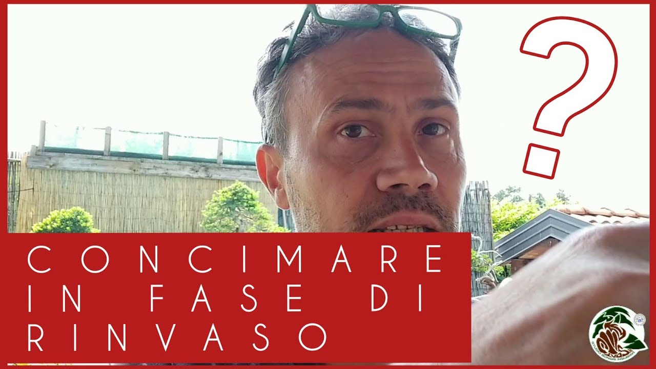 Concimare un bonsai in fase di rinvaso? C'è chi dice bho. Io dico... Seguite il video