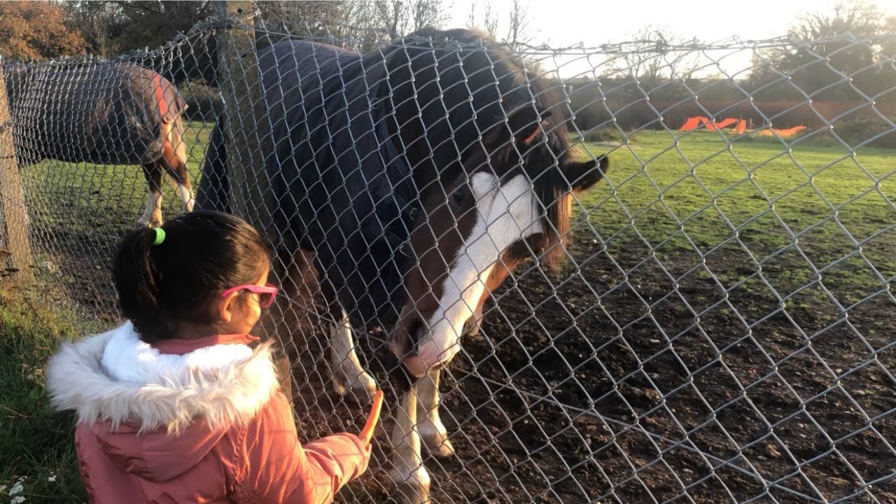 4 YEAR OLD FEEDING CARROTS TO HORSES FIRST TIME and UK WINTER EVENING | ALKA CHHEDA