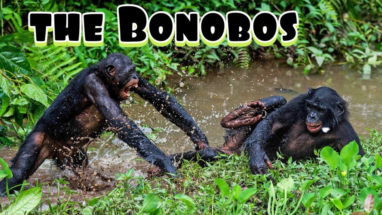 The Bonobos: Our Freaky Cousins