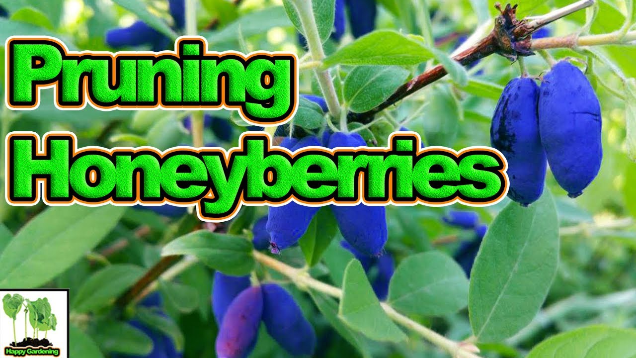 How to Prune Honeyberries For A Huge Harvest