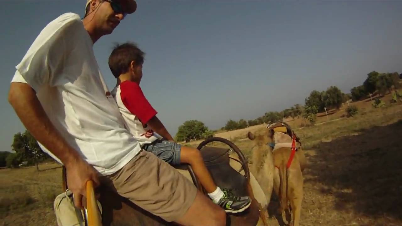 GoPro camel ride at Mazotos Camel park..