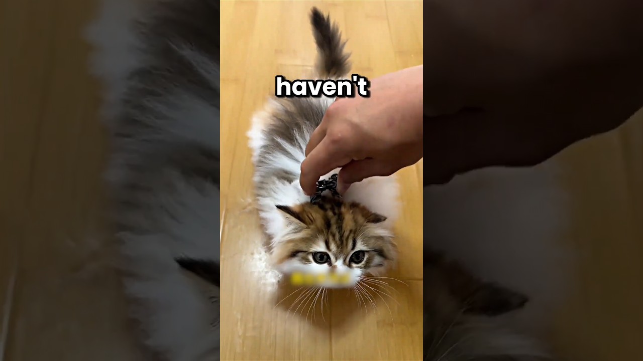 Why Do Cats Freeze Like This?